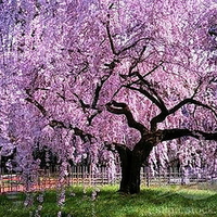 Japan in bloom