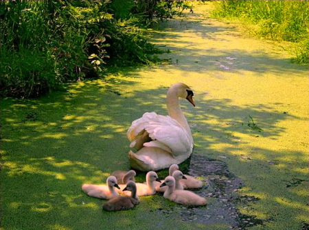 Stay close - swan, sunshine, egrets, forest, young, family