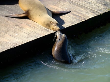 In Love - kissing, seals, two, pier, in love