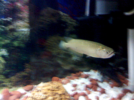 Pearl Arowana - agressive, in tank, pearl arowana, fish