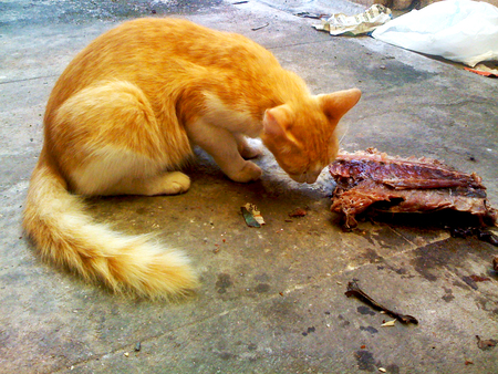 my cat eating raw fish - persian, fresh, hungry, raw, cat