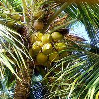 coconut tree