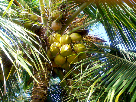 coconut tree - branches, coconuy, tree, food, plants