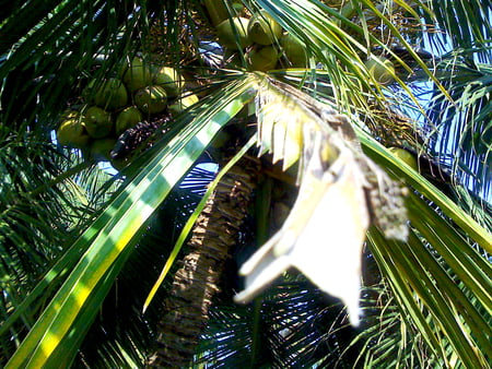 My Photography - vitamin, coconut, plant, good tree, sunliht