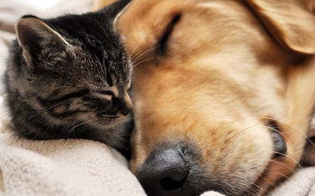 Best Friends - sleeping, best friends, puppy, cat, cuddly, kitten, dog, friends, cute