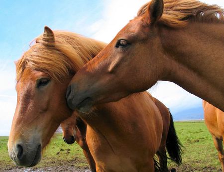 Brown horses - tenderness, brown, photo, photograph, nature, horses, picture, field, sky, wall, animals, close up, wallpaper