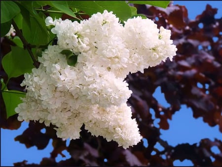 Pure beauty - white, lilacs, beauty, fragrant, tree, flowers, spring