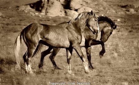 Wild Mustangs - horses, crossbreed, spanish, wild