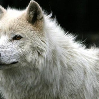 White-Wolf