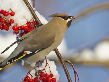 Male-Bohemian-Waxwing-Liminka-Finland - male, bohemian, animals, iced, red, winter, birds