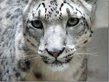 Look into my eyes .... - cat, rarely, asian, white, beautiful, animal, big, gray, tiger