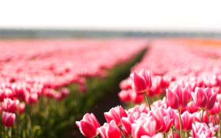 TULIP FIELD - flowers, photos, tulips, nature, summer, field, pictures, wallpaper