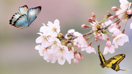 Blossoms and Butterflies - flowers, blooms, japan, blossoms, sakura, summer, butterflies, butterfly