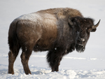 Bison