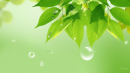 Spring Rains - rain, water drops, green, leaves, tree, firefox persona, spring