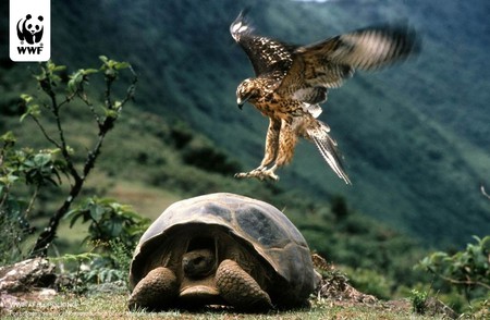 Bird of prey - turtle, grass, trees, hawk