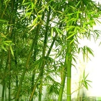 BAMBOO