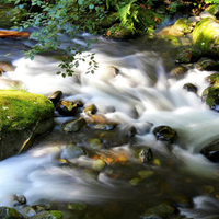 Rainforest River