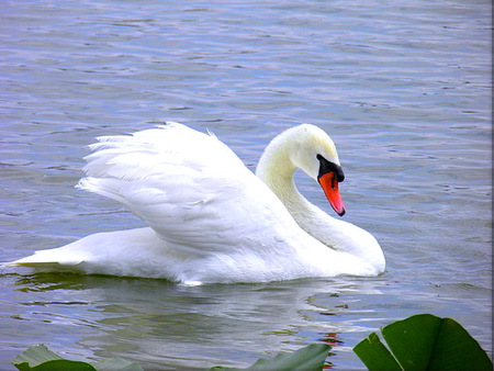 Spring swim - white, lake, swan, beauty, swim