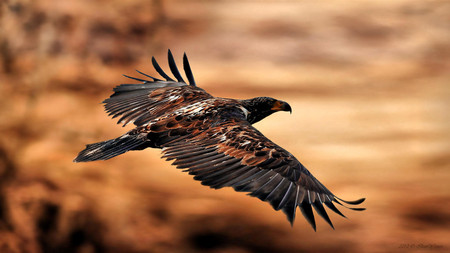 HAWK IN THE SKY FLYING BY