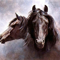 Black Stallion - Horse F2