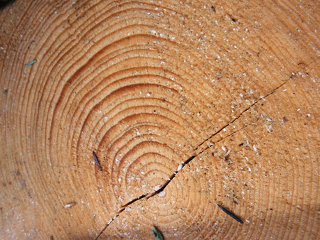 dead tree - tree, forest, dead, nature