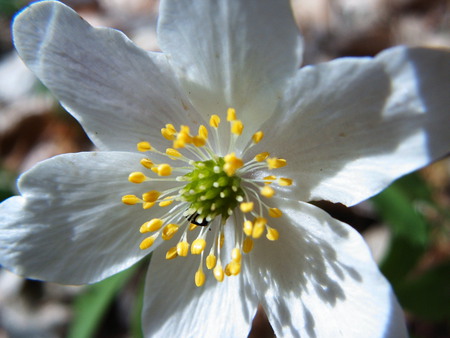 floarea pastelui (in Romanian) - flowers, white, nature, little