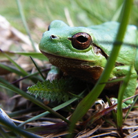 green frog in the gras