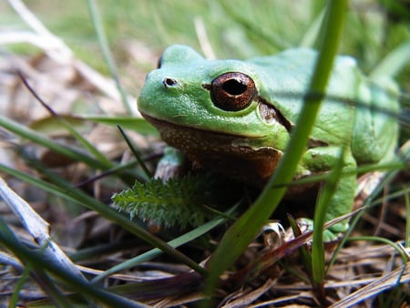 green frog in the gras - frog, nature, gras, grees