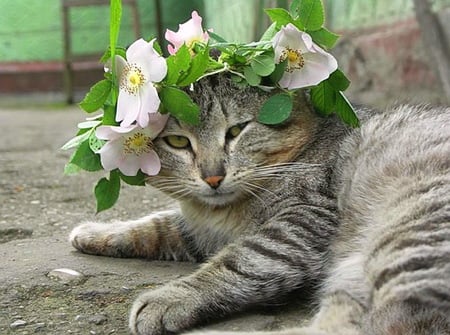 Easter bonnet - flowers, bonnet, grey, pink blossoms, cat