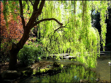 Through the branches - sunlight, cascading branches, river, green, bushes, tree