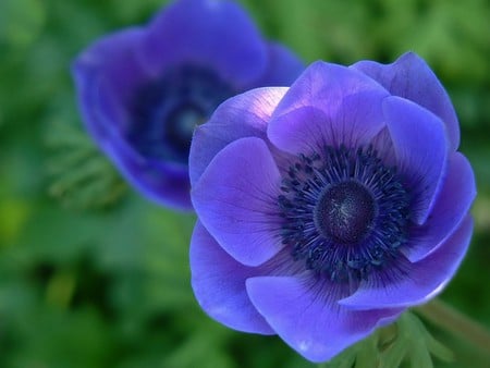 Blue Beauty - nature, beauty, flowers, blue