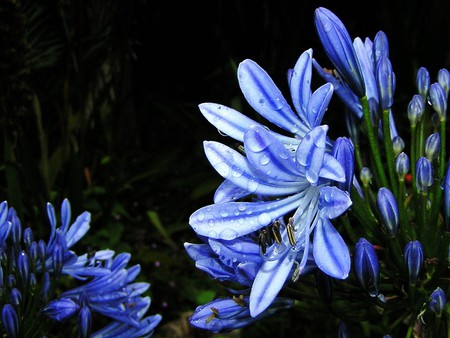 Morrab Gardens - morrab, gardens, flowers, blue