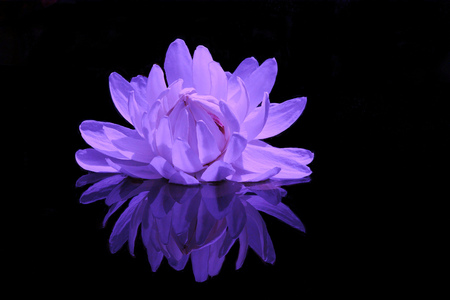 Water lily - beauty, popular, background, water, black, plants, nature, amazing, purple, reflection, water lily, flowers, beautiful image, flower