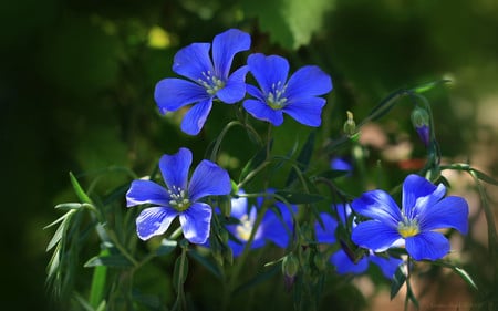 Blue Wonder - beautiful, flowers, nature, blue, wonder