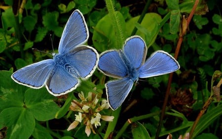 Twins - butterflies, delicate, animals, twins