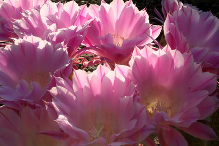 Desert Bouquet - flowers, morning, colors, desert