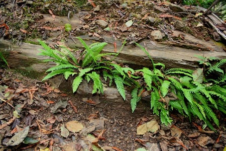 New Life For Old - plants, forests, trees, sequoiaa