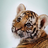 cute tiger cub