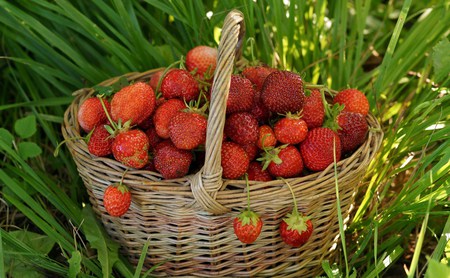 Harvest - strawberries, abstract, basket, garden, photography