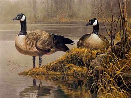 CANADIAN GEESE 4 - geese, lake, pair, nest