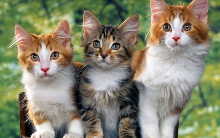 Three Cats - three, amazing, animals, cats, sweet