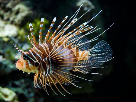 Red-lionfish - marine, ocean, red, beautiful, animals, fish, lionfish