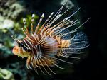 Red-lionfish