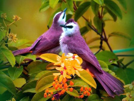 purple birds - nice, couple, animals, lovely, purple, animal, colors, flowers, birds