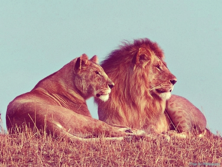 Lion & Lioness - big cats, love, lion, lioness