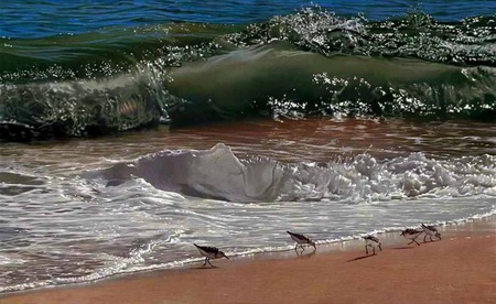 The Wave Walk - birds, water, gulls, beach, sea, ocean, seagulls, sand, waves