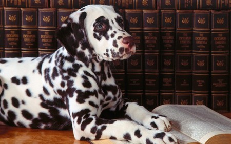 Dalmatian - stained, dogs, dalmatian, books, animals