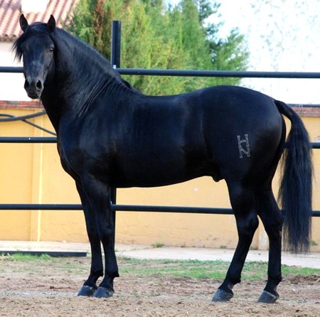 Ebony Beauty - horses, andalusian, black, spanish