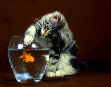 Fascination - goldfish, goldfish bowl, feline, cat, kitty